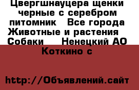 Цвергшнауцера щенки черные с серебром питомник - Все города Животные и растения » Собаки   . Ненецкий АО,Коткино с.